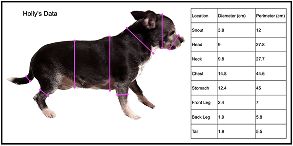 Holly’s data:
•	 Snout — 3.8 cm (diameter); 12 cm (perimeter).
•	 Head — 9 cm (diameter); 27.8 cm (perimeter).
•	 Neck — 9.8 cm (diameter); 27.7 cm (perimeter).
•	 Chest — 14.8 cm (diameter); 44.6 cm (perimeter).
•	 Stomach — 12.4 cm (diameter); 45 cm (perimeter).
•	 Front leg — 2.4 cm (diameter); 7 cm (perimeter).
•	 Back leg — 1.9 cm (diameter); 5.8 cm (perimeter).
•	 Tail  — 1.9 cm (diameter); 5.5 cm (perimeter).
